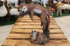 Erdmännchen schlafend
